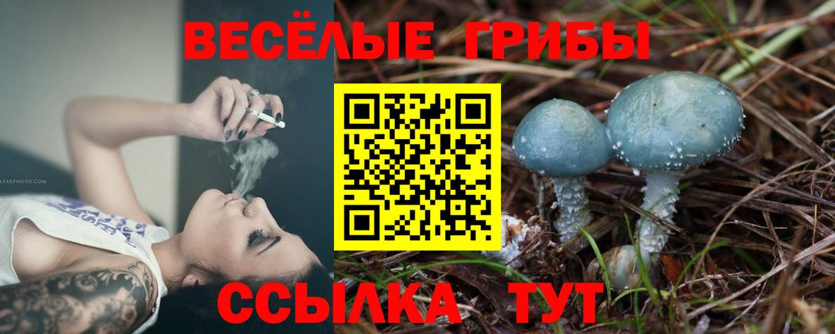 Псилоцибиновые грибы Psilocybe Зима